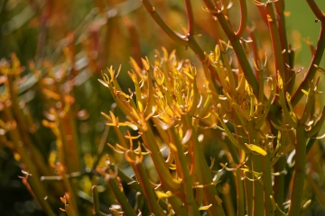 Close up of cactuses.